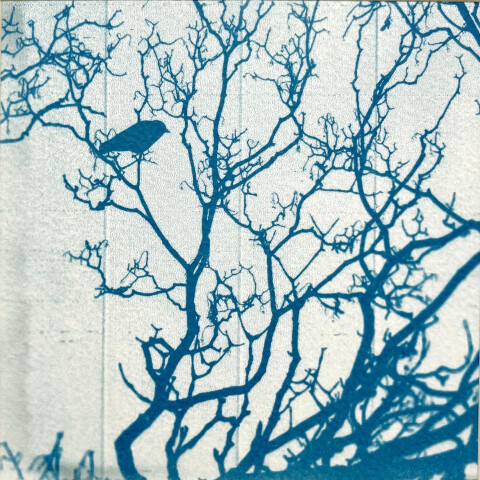 Cyanotype Lia Perquin
